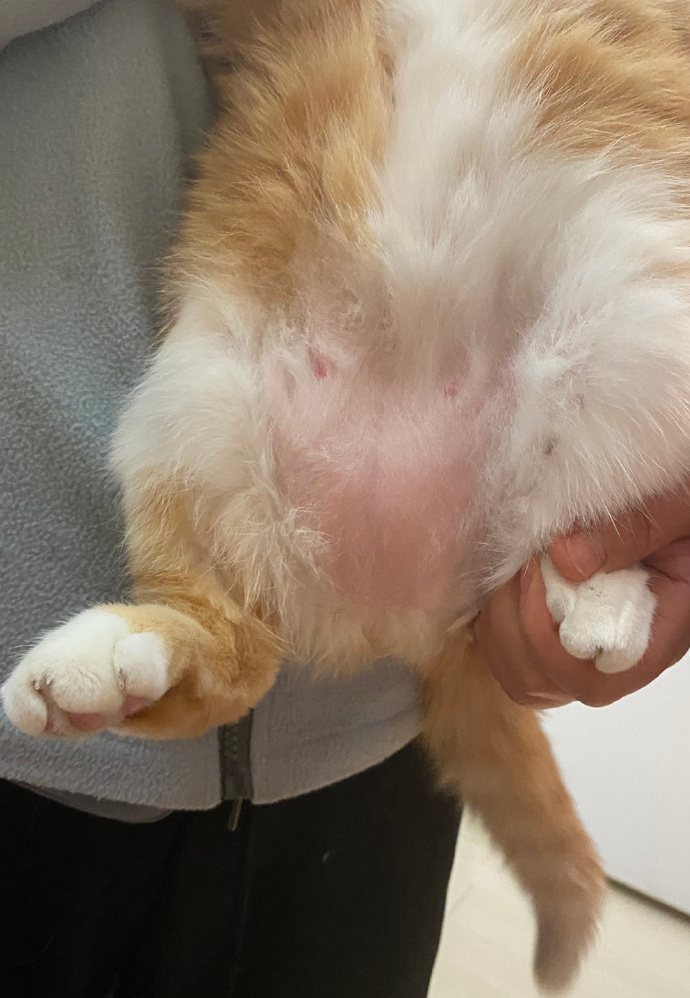 猫图片|宠物猫|猫咪|