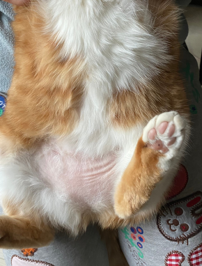 猫图片|宠物猫|猫咪|