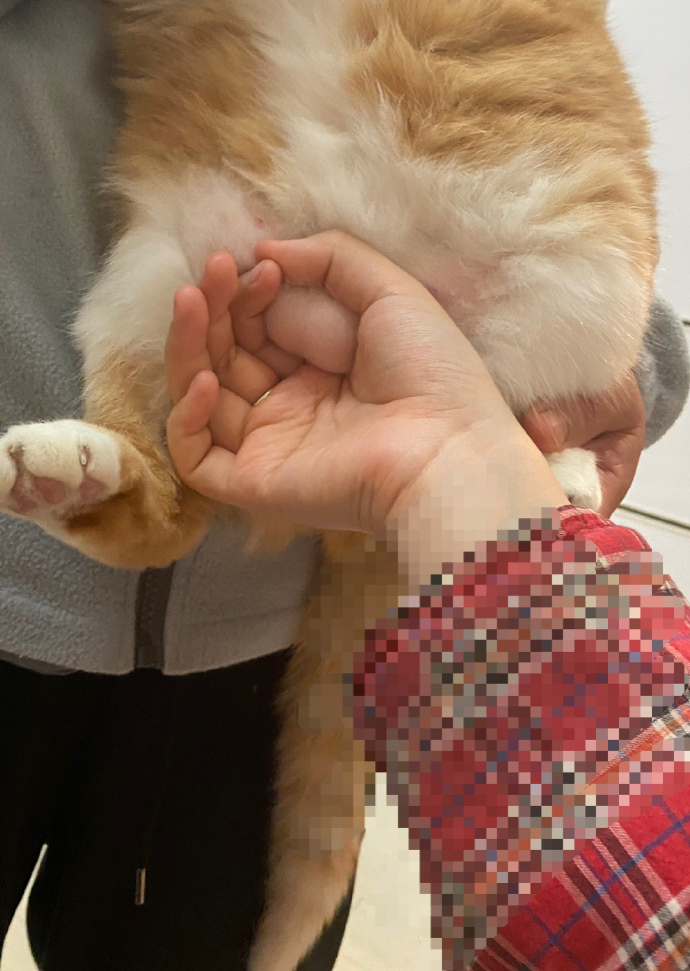 猫图片|宠物猫|猫咪|