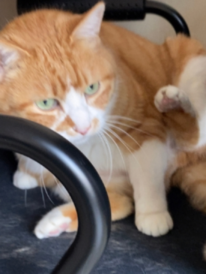 猫图片|宠物猫|猫咪|