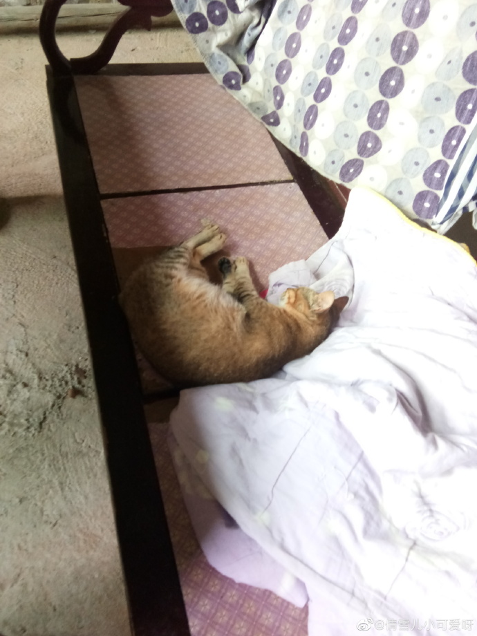 猫图片|宠物猫|猫咪|