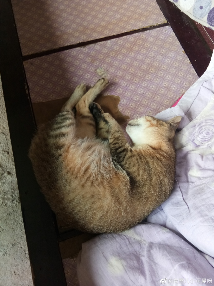 猫图片|宠物猫|猫咪|