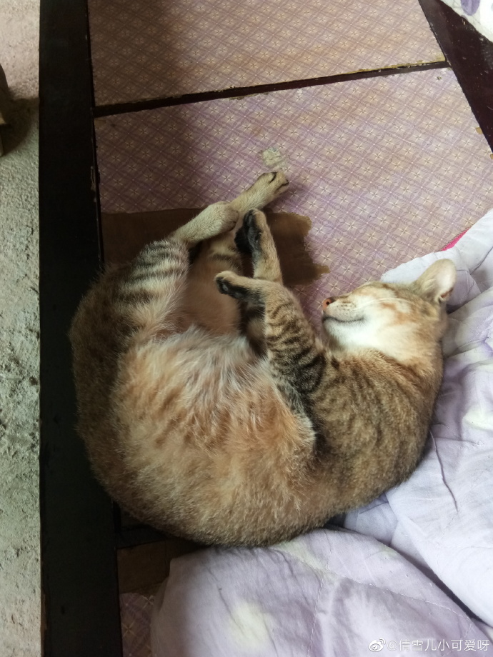 猫图片|宠物猫|猫咪|