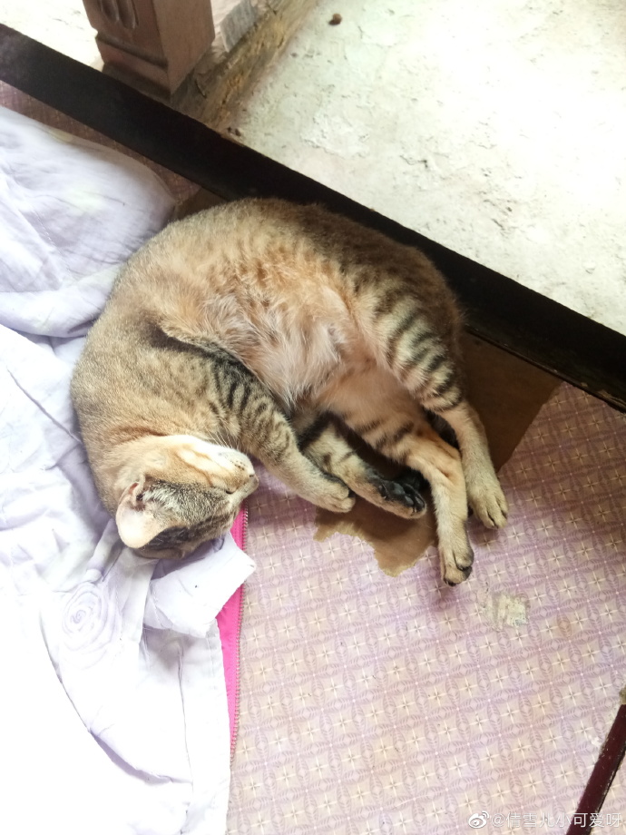 猫图片|宠物猫|猫咪|