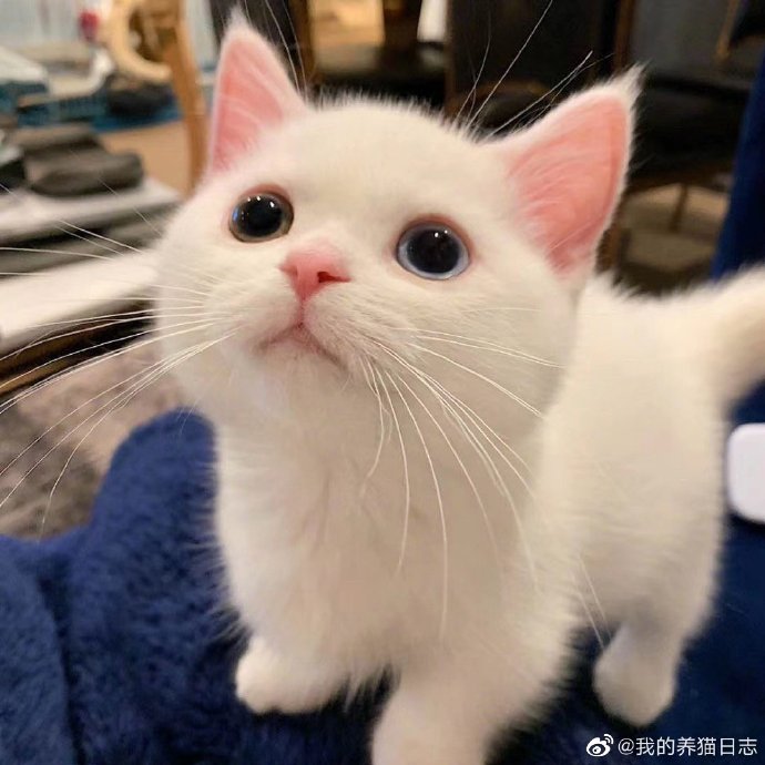 猫图片|宠物猫|猫咪|