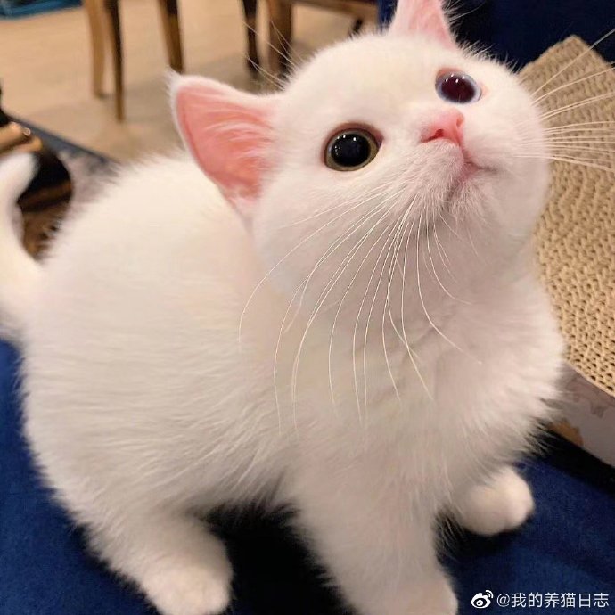 猫图片|宠物猫|猫咪|