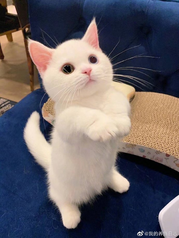 猫图片|宠物猫|猫咪|