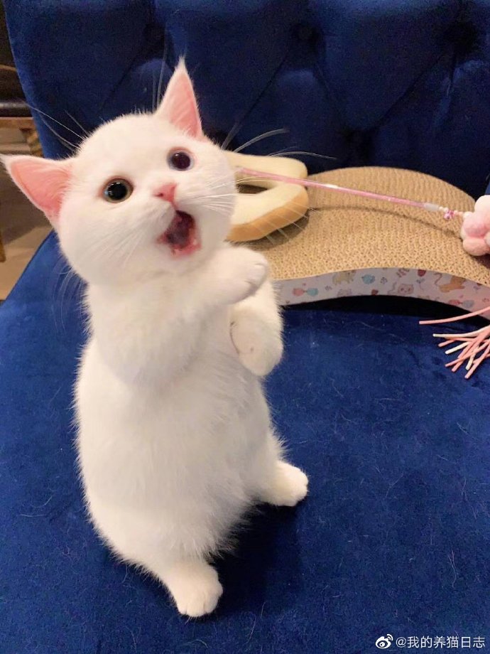 猫图片|宠物猫|猫咪|