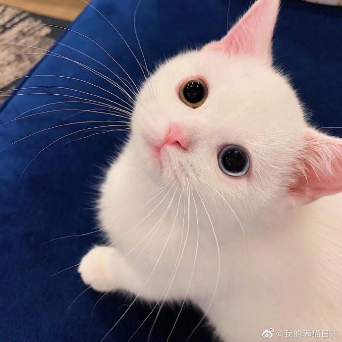 猫图片|宠物猫|猫咪|