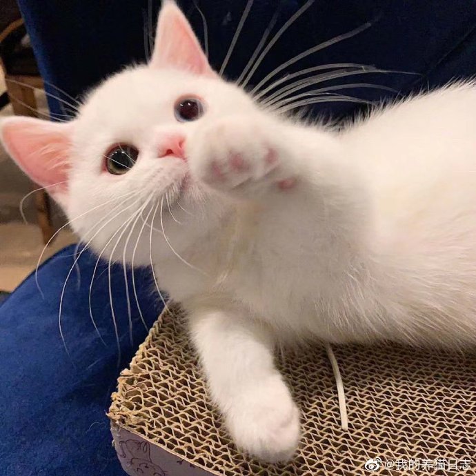 猫图片|宠物猫|猫咪|