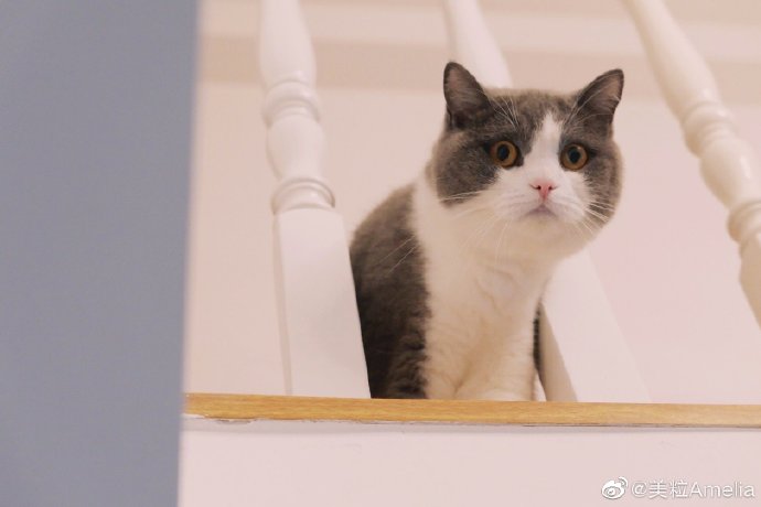 猫图片|宠物猫|猫咪|