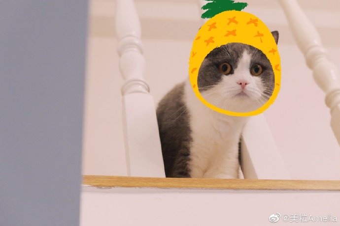 猫图片|宠物猫|猫咪|