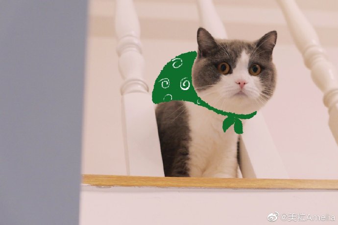 猫图片|宠物猫|猫咪|