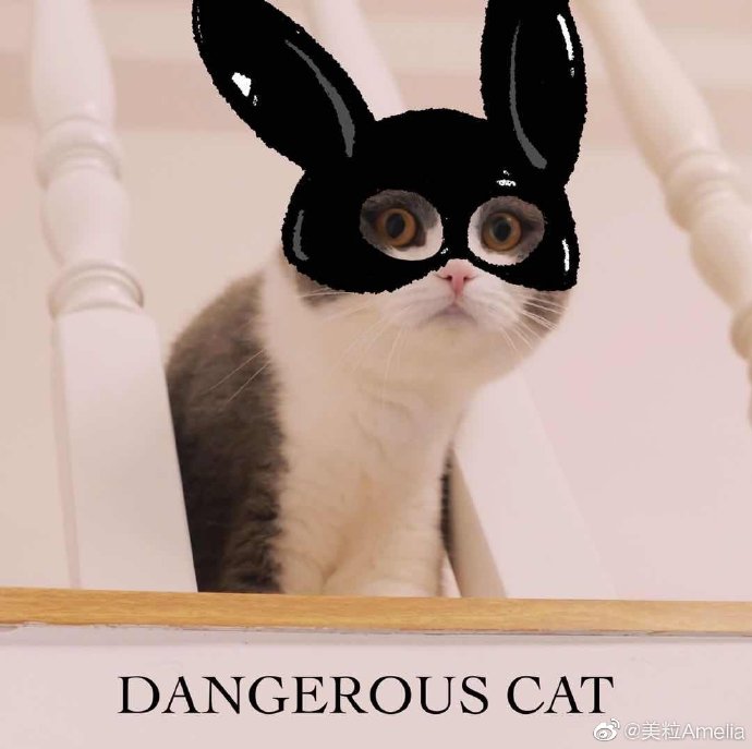 猫图片|宠物猫|猫咪|