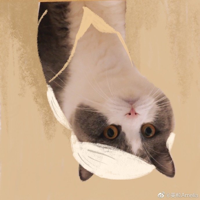 猫图片|宠物猫|猫咪|