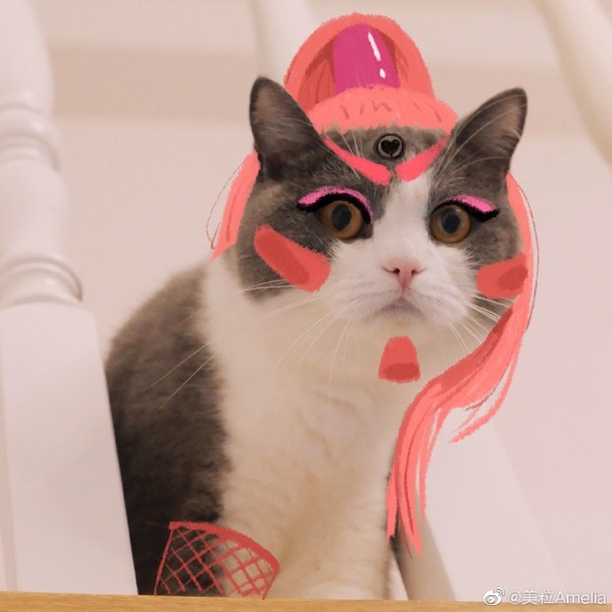 猫图片|宠物猫|猫咪|