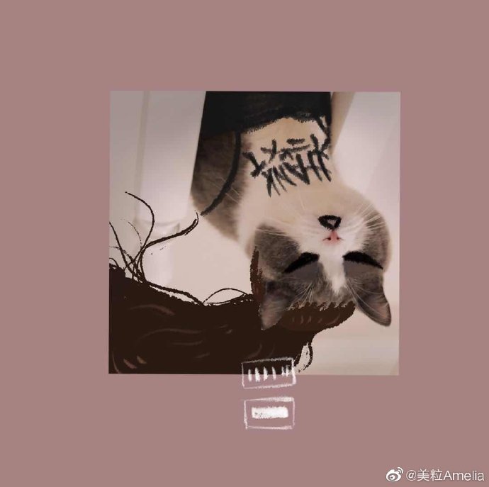 猫图片|宠物猫|猫咪|