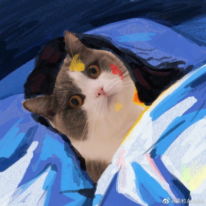 猫图片|宠物猫|猫咪|