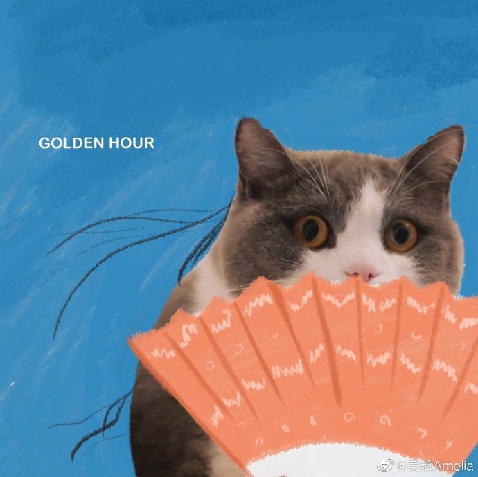 猫图片|宠物猫|猫咪|