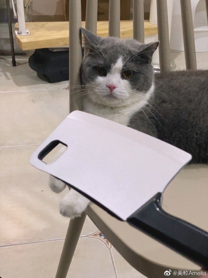 猫图片|宠物猫|猫咪|