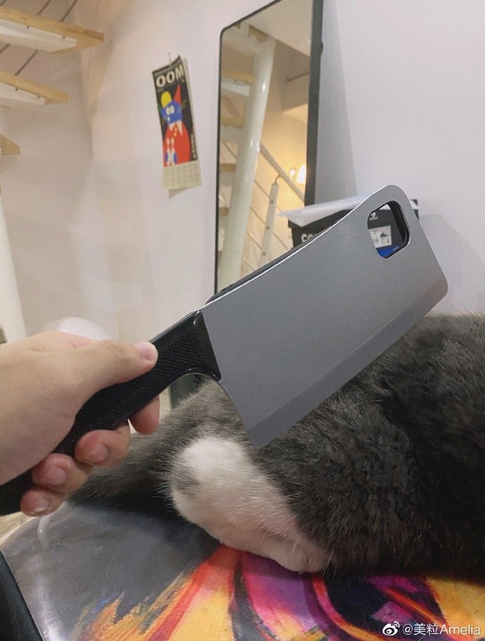 猫图片|宠物猫|猫咪|