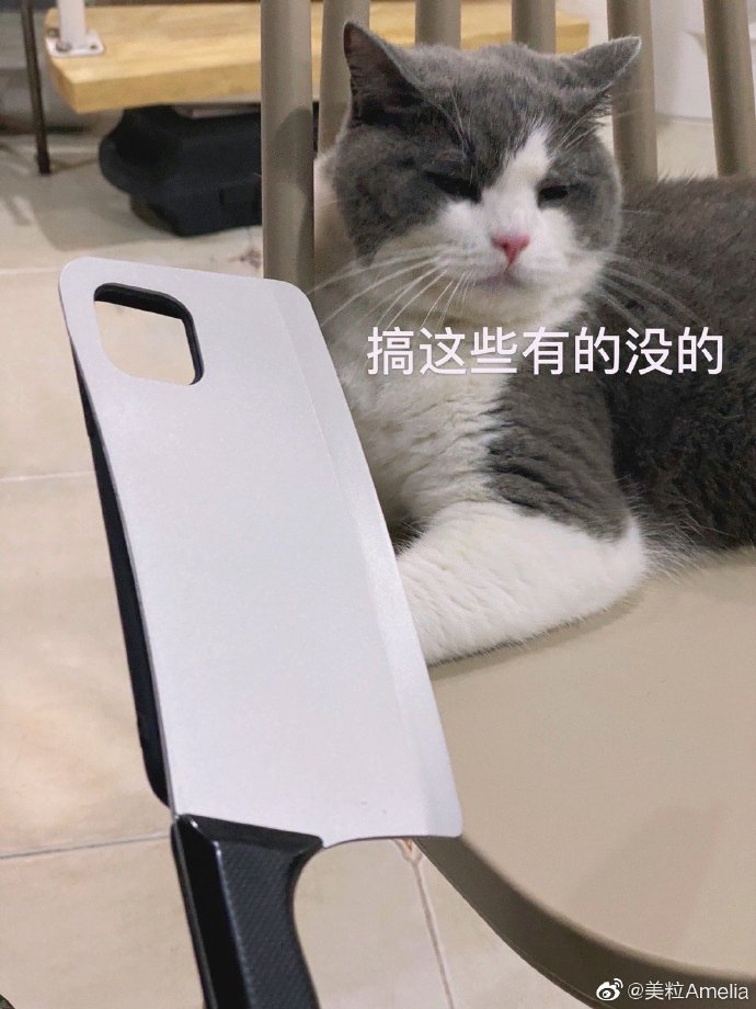 猫图片|宠物猫|猫咪|