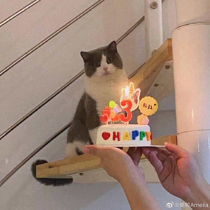 猫图片|宠物猫|猫咪|