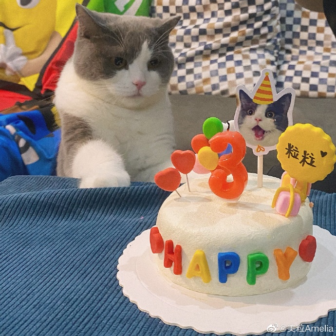 猫图片|宠物猫|猫咪|