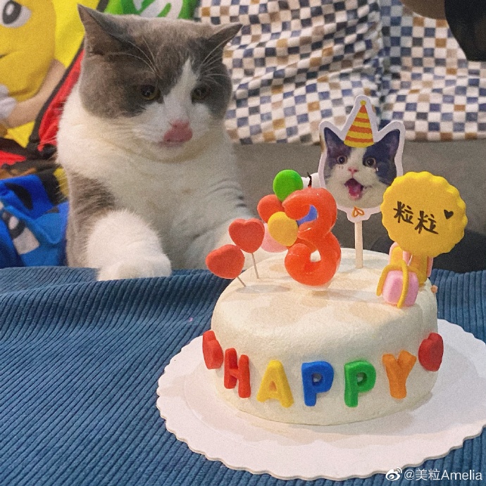 猫图片|宠物猫|猫咪|