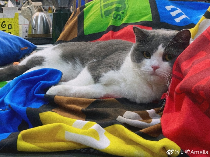 猫图片|宠物猫|猫咪|