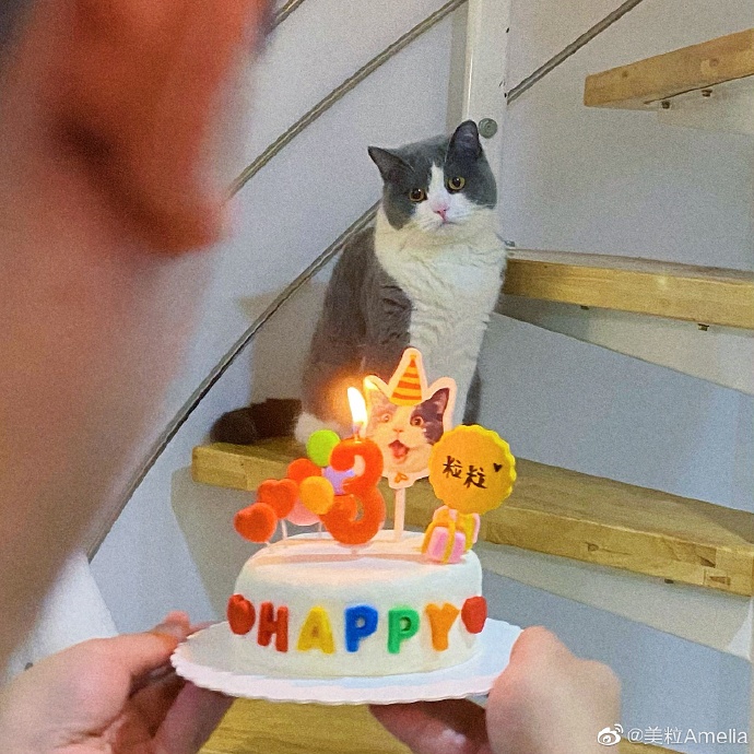 猫图片|宠物猫|猫咪|