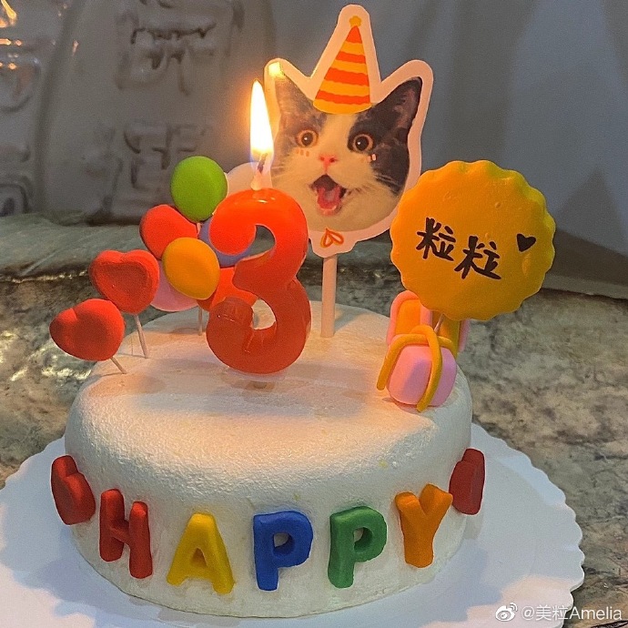 猫图片|宠物猫|猫咪|