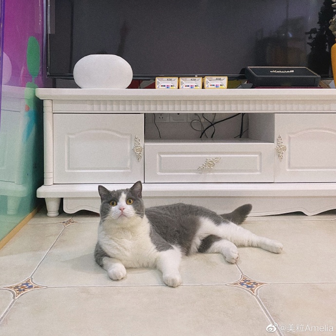 猫图片|宠物猫|猫咪|