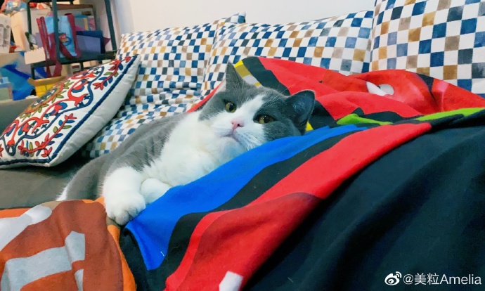 猫图片|宠物猫|猫咪|