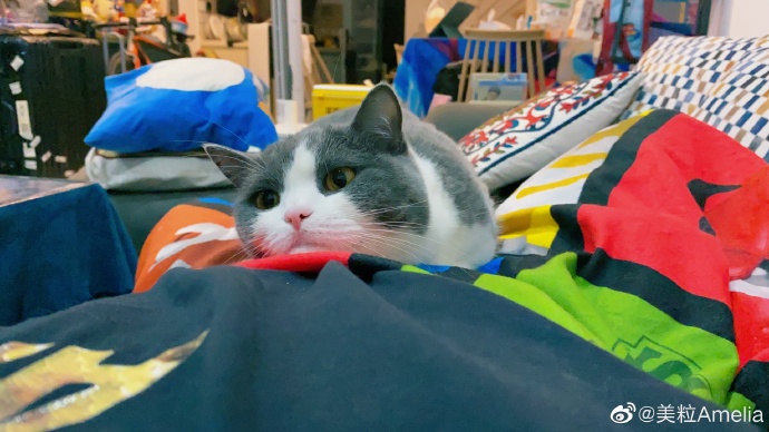 猫图片|宠物猫|猫咪|