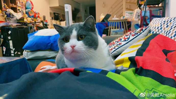 猫图片|宠物猫|猫咪|