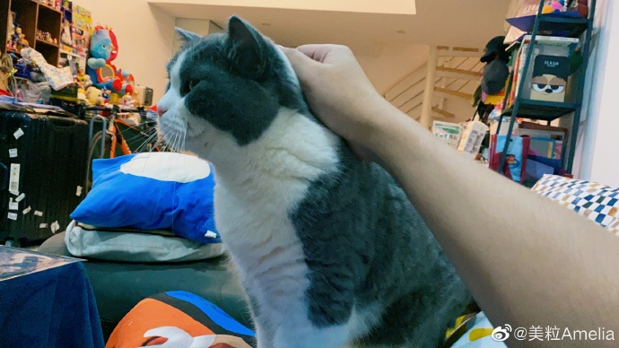 猫图片|宠物猫|猫咪|