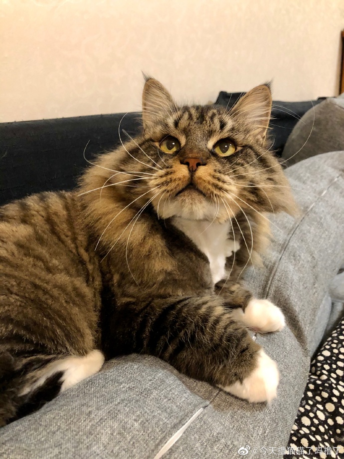 猫图片|宠物猫|猫咪|