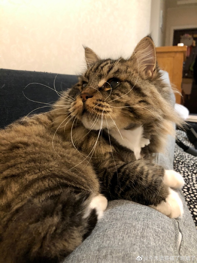 猫图片|宠物猫|猫咪|