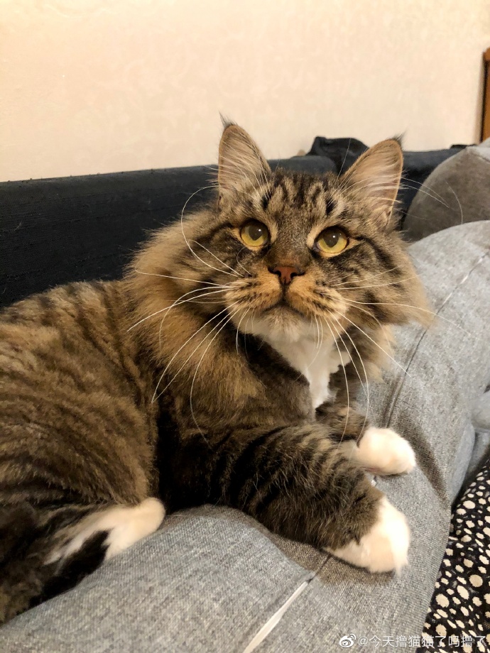 猫图片|宠物猫|猫咪|