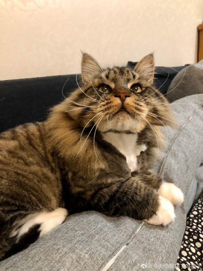 猫图片|宠物猫|猫咪|