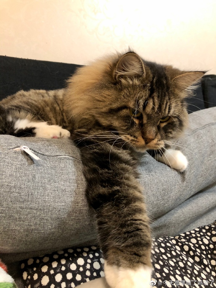 猫图片|宠物猫|猫咪|