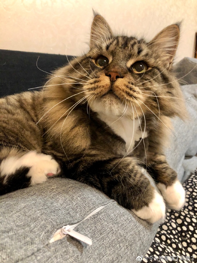 猫图片|宠物猫|猫咪|