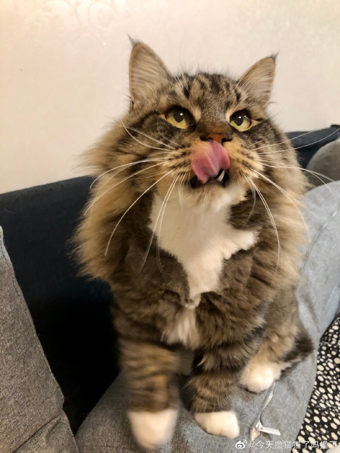 猫图片|宠物猫|猫咪|