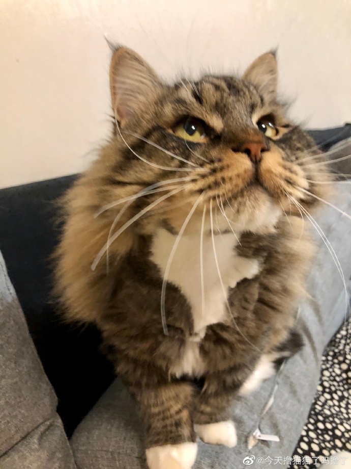 猫图片|宠物猫|猫咪|