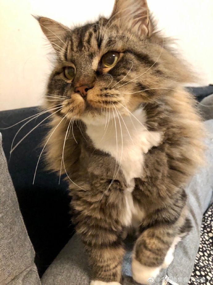 猫图片|宠物猫|猫咪|