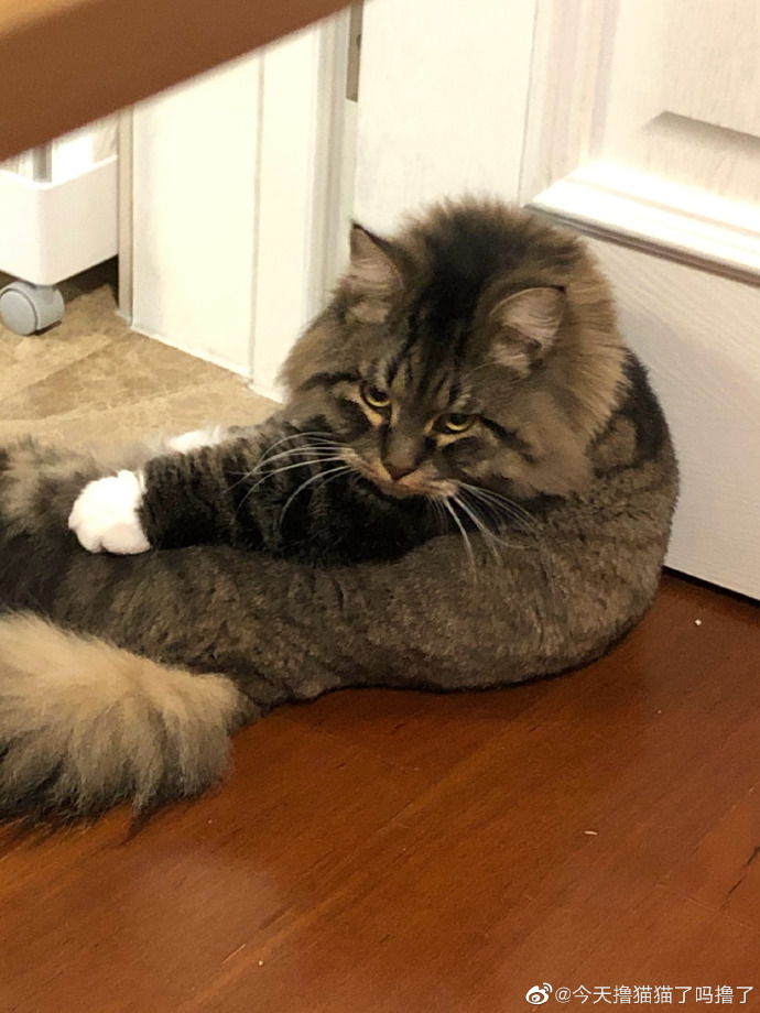 猫图片|宠物猫|猫咪|