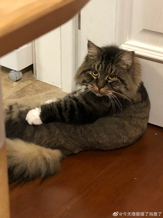 猫图片|宠物猫|猫咪|