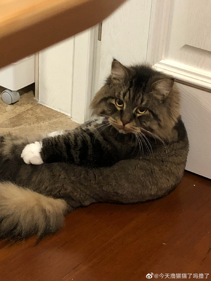 猫图片|宠物猫|猫咪|