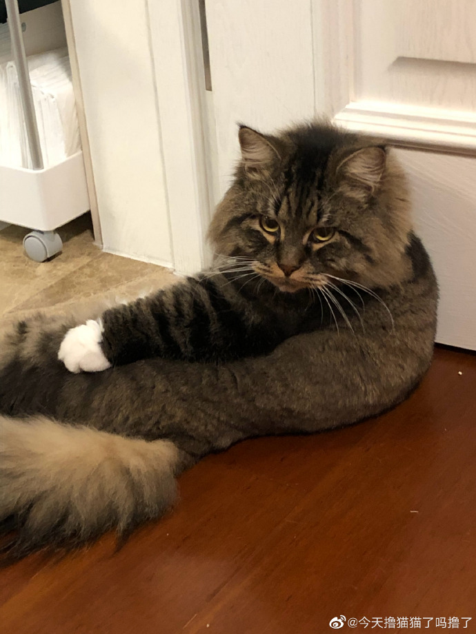 猫图片|宠物猫|猫咪|